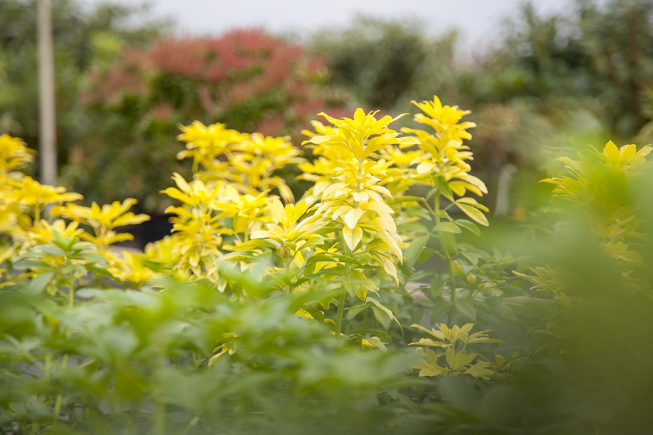 Herfst is de ideale planttijd