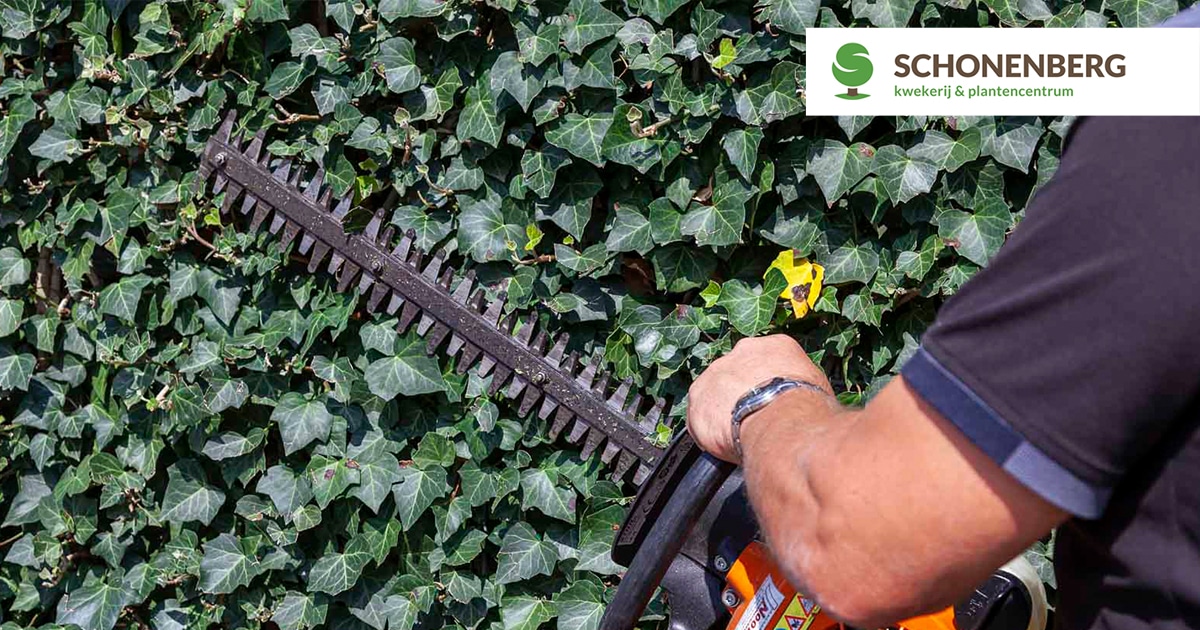Hoe krijgt u mooie volle klimophaag (Hedera)? - Schonenbergplant Volkel