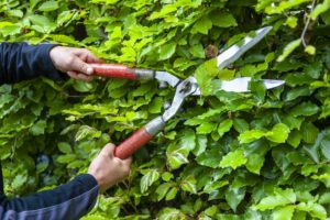 Hedera is een groenblijvende klimmer die regelmatig bijgeknipt moet worden. Zou u dat niet doen, zal hij als snel de muur of afscheiding waar u hem tegen gezet heeft volledig overwoekeren. Afhankelijk van de hoeveelheid zon die hij krijgt en de bodemgesteldheid, kunnen de scheuten van deze klimopsoort tot wel een meter per maand in lengte toenemen.