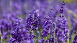 Lavendel gefotografeerd met een grote scherpte diepte
