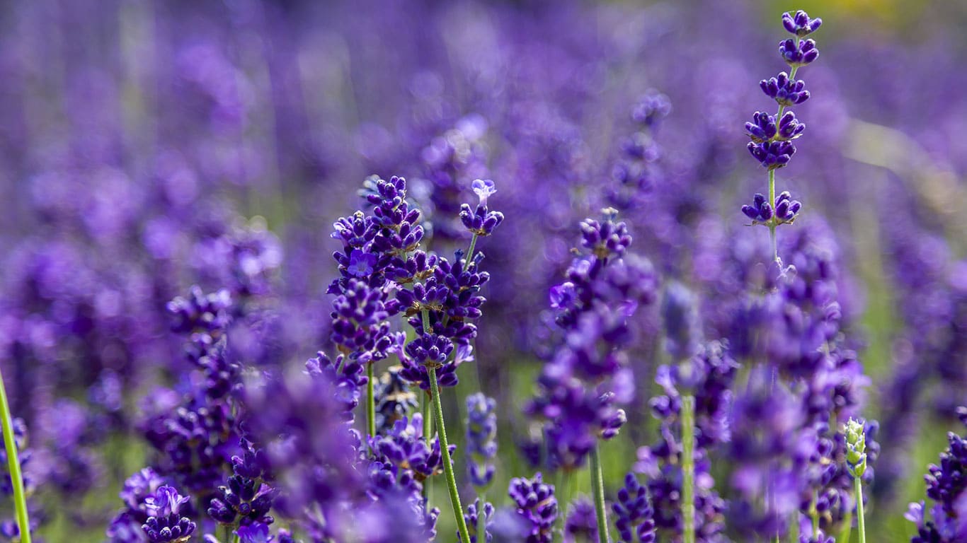 Lavendel gefotografeerd met een grote scherpte diepte