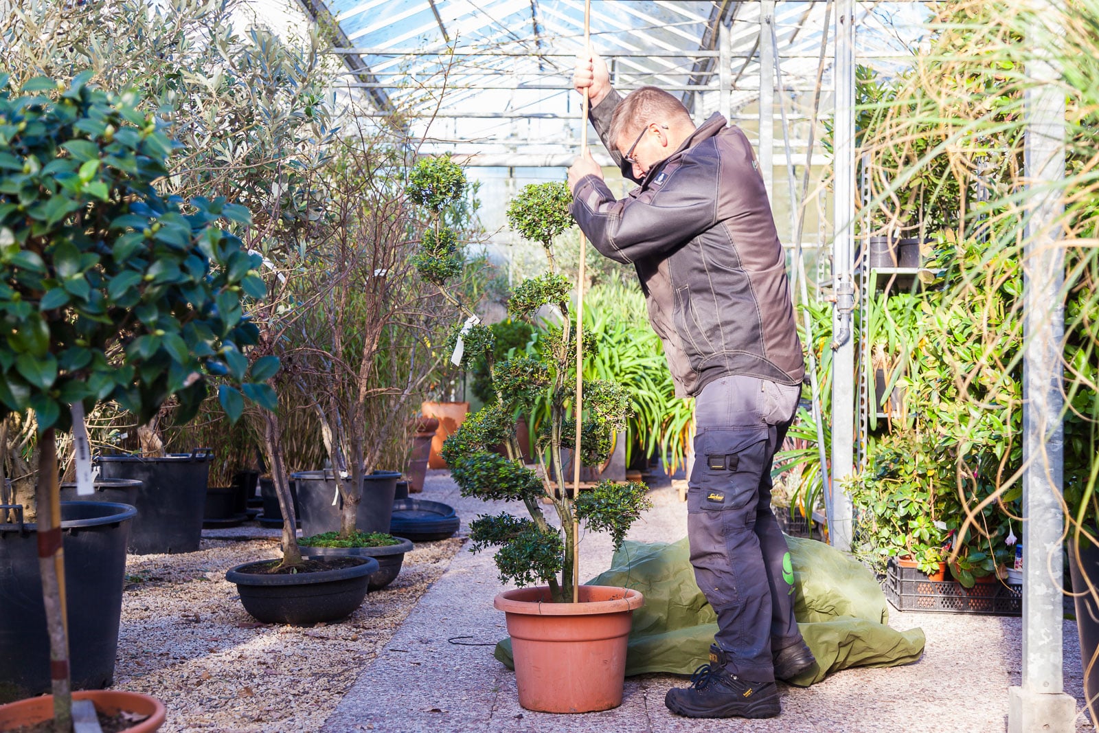 Gert-Jan Schonenberg is in de kas een plant winterklaar aan het maken.