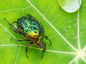 Een Rozenkevers op een groen blad