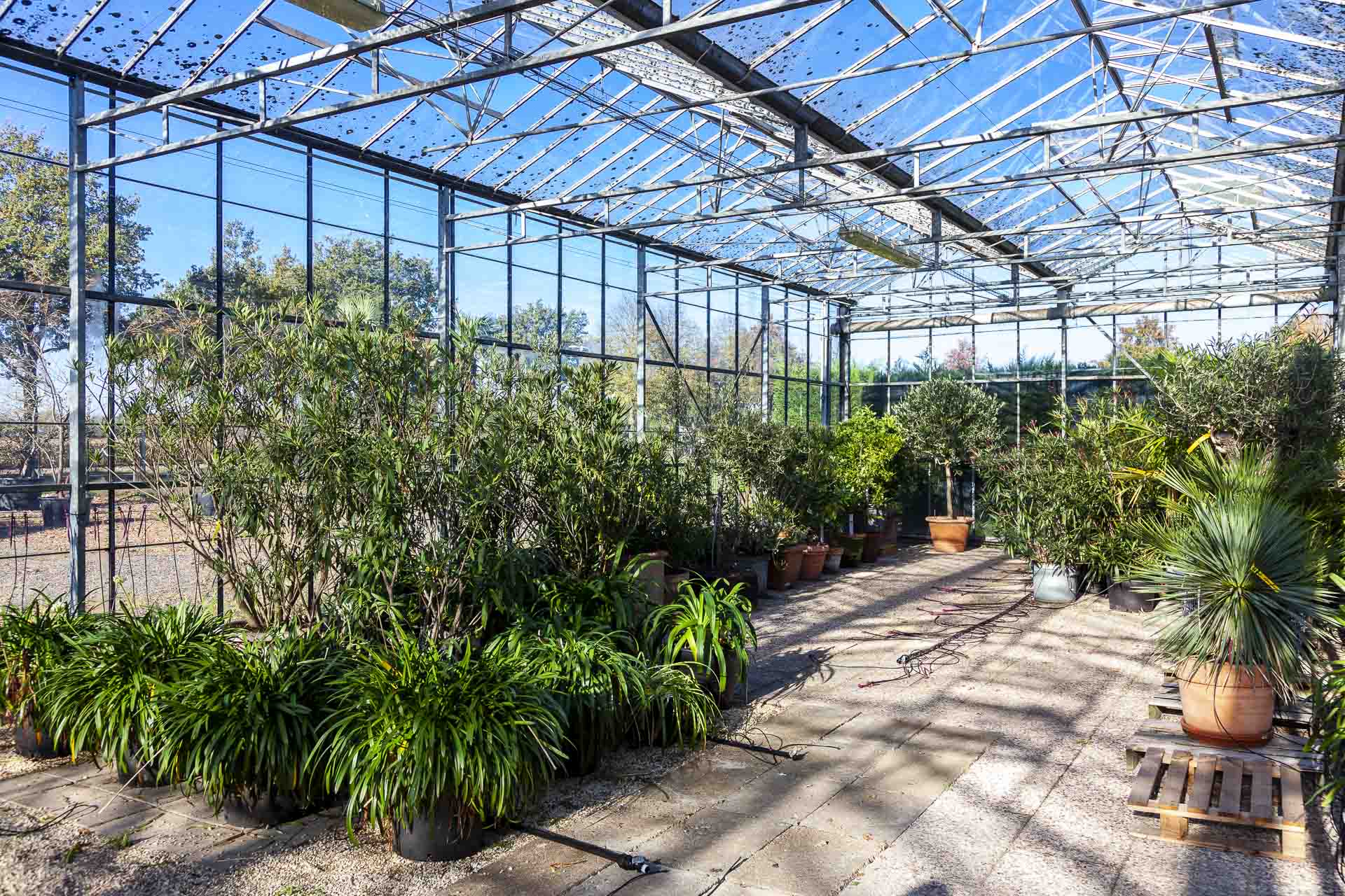 Overwinteren van uw kuipplanten in de kas bij Schonenbergplant Volkel