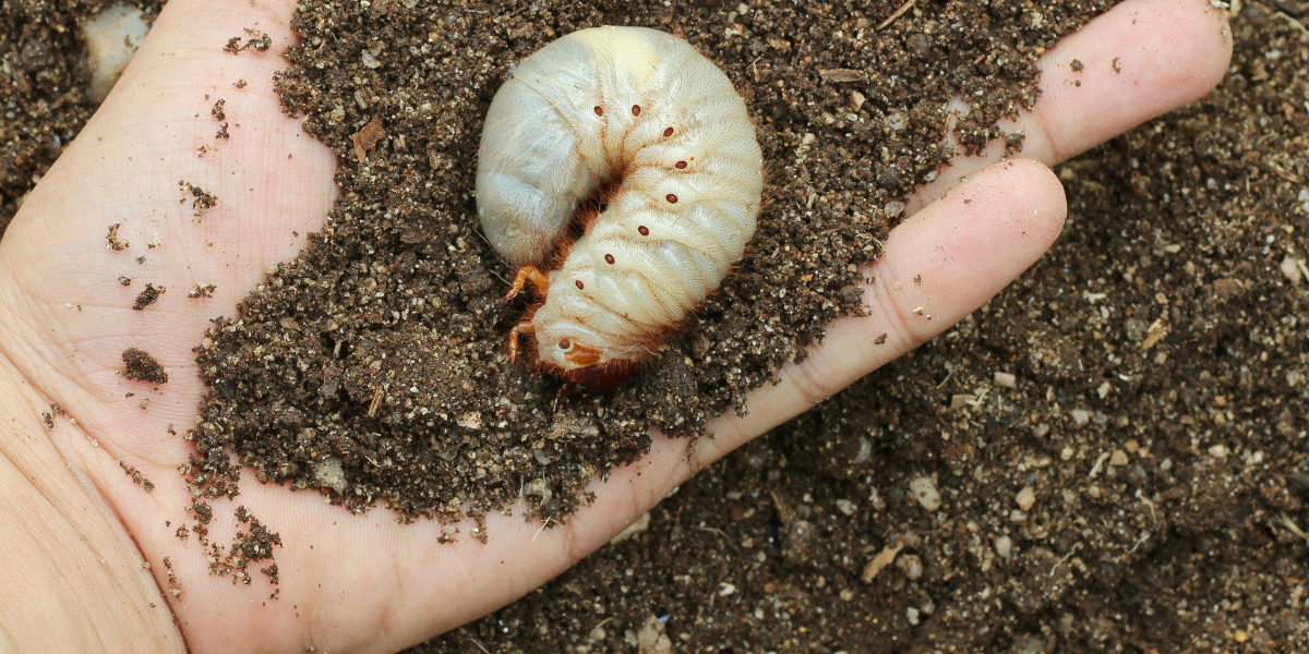 Een Engerling in het zand op een hand